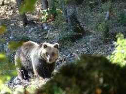 Parco naz. D'Abruzzo